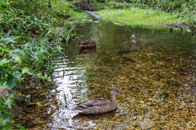 Massapequa preserve is home to migratory birds.