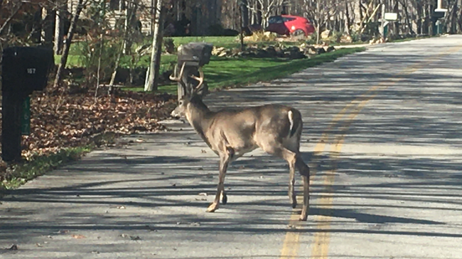 Deer in the neighborhood - 510 Druid Lndg