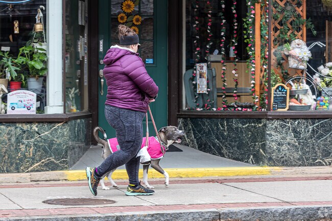 Plainville dogs enjoy exploring the shops around Main Street.