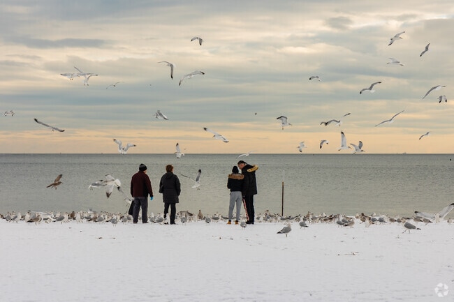 Feeding the birds on the beach is a fun activity in Brighton Beach.