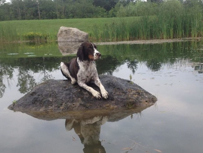 Roscoe the Wonder Dog - Northside Apartments