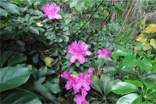 Building Photo - 230 Highlands Glen Cir