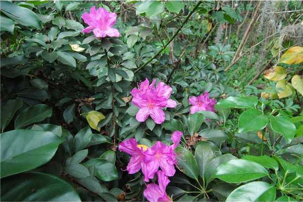 Foto del edificio - 230 Highlands Glen Cir