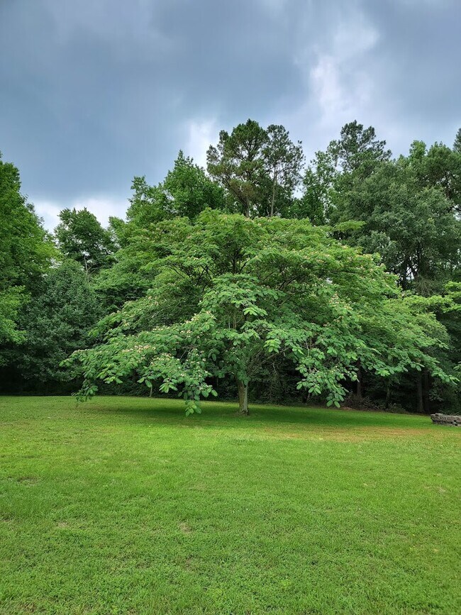 Backyard - 31721 Fred Adkins Rd