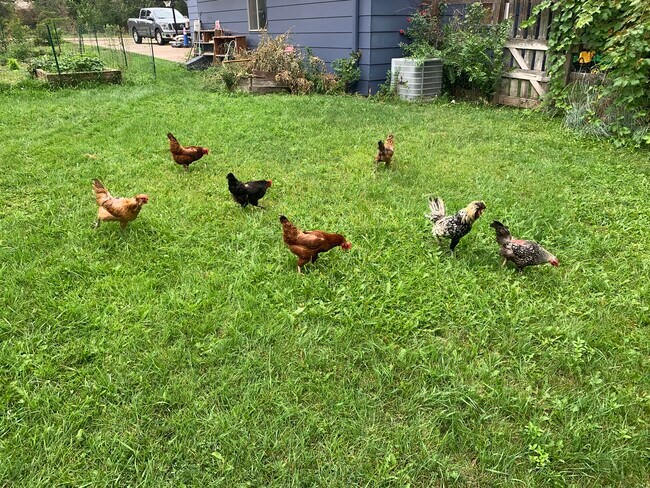 Chickens - 2190 Upland Ave