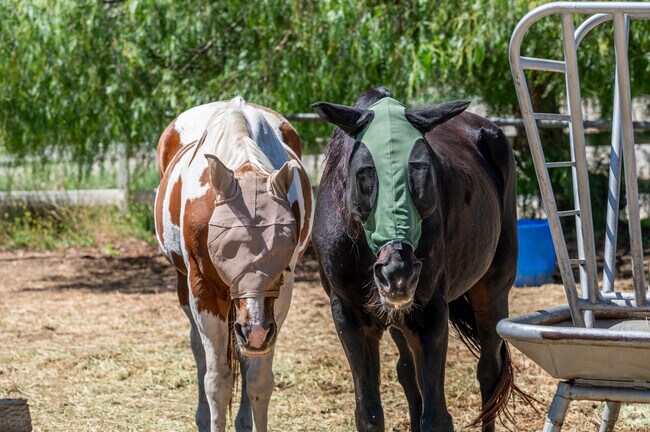 Chino Hills is home to dairy farms and horse ranches.