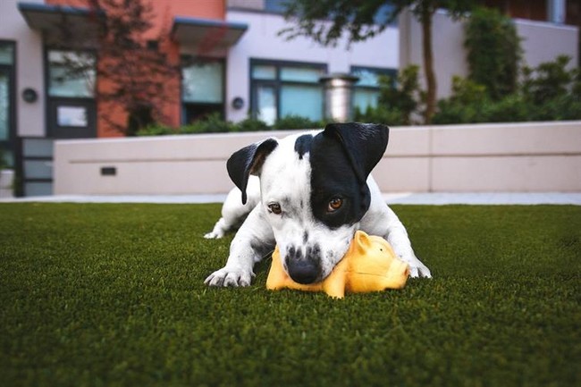 Seattle's Most Pet-Friendly Apartments