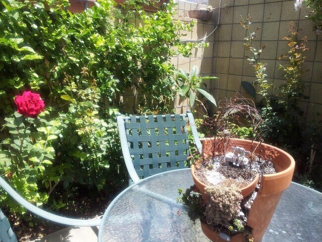 Back yard - 12100 Montecito Rd