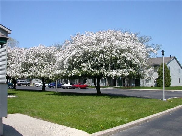 Primary Photo - Walnut Acres Apartments