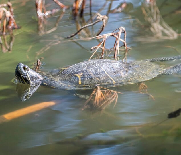 A red-eared slider turtle basking on a tree branch on Peanut Lake in Ernest E. Debs Regional Park