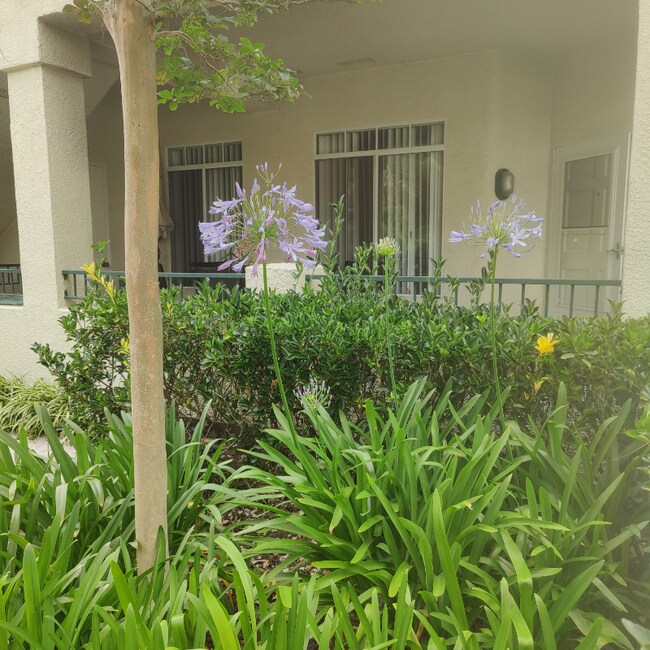 147 Sandpiper Ln, Aliso Viejo, CA 92656 Condo for Rent in Aliso Viejo