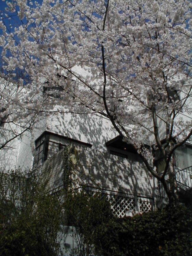 Spring Blossoms - 3451 17th St NW