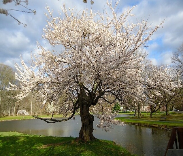 Spring Valley