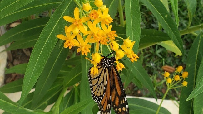 Foto del edificio - 486 Pinewood St