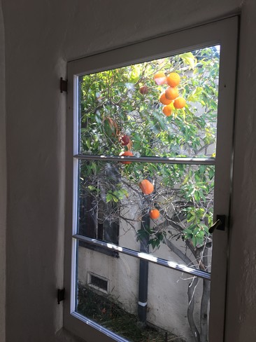 Citrus trees - 1724 Redcliff St