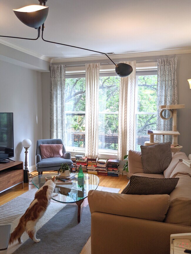 Bright and beautiful treehouse living room! - 928 W Ainslie St