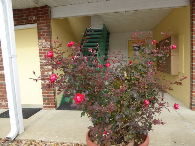 Escalera - Sunflower Place - Full Unit for Rent
