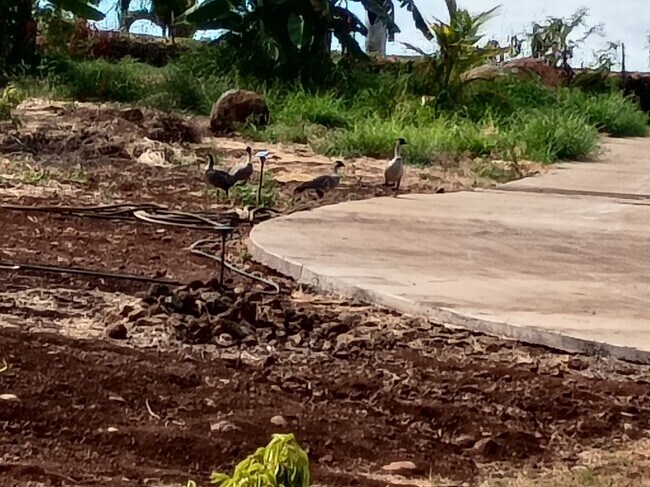 Foto del edificio - 257 Hokiokio Pl