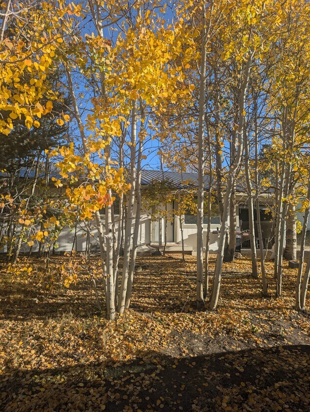 Primary Photo - 341 Mt Yale Dr