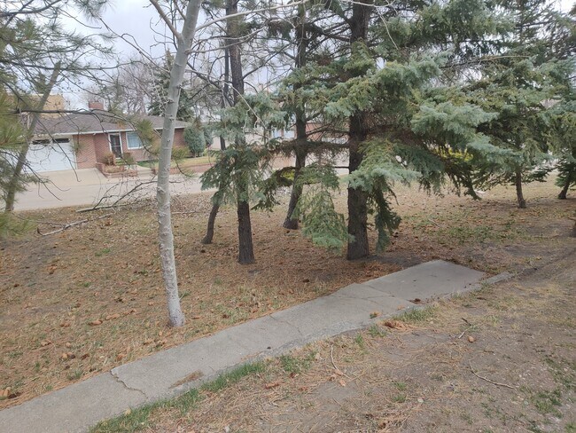 Wooded neighboring empty lot for use as yard - 307 8th Ave