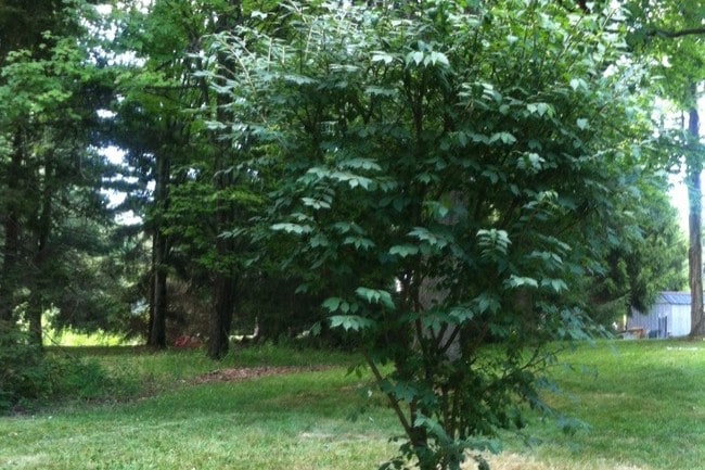 Backyard - 16 Cardinal Dr