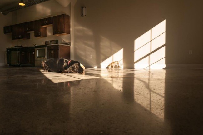 Se admiten mascotas de la sala de estar - The Lofts at 733 Broadway