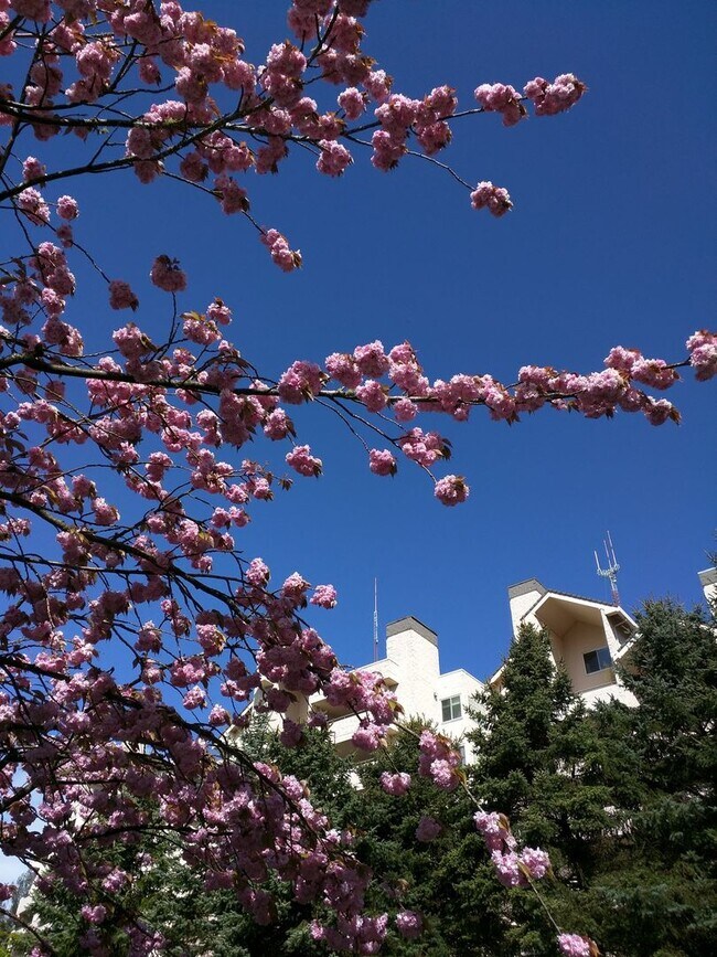 Foto del edificio - Charming 3 Bedroom Condo at the Quintet in...