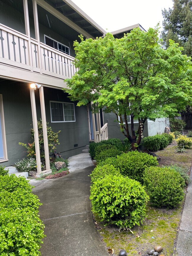FRONT YARD - 2859 Alma St