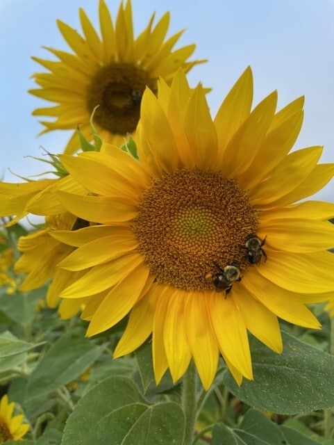 Building Photo - 1205 Steenrod Ave