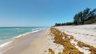 This single-story property is defined by its exceptional beachfront setting, offering direct access to a wide stretch of white sandy beach along a pristine coastline. The surrounding environment is a standout feature, with the turquoise and emerald waters of what appears to be a Florida coastline stretching to the horizon under expansive, clear blue skies. The shoreline itself is broad and open, providing an unobstructed sense of space and a natural coastal ambiance that permeates the entire property.

The beach frontage showcases soft, pale sand that extends generously in both directions, with gentle waves rolling in from the calm, shallow waters. Natural seagrass deposits line portions of the shoreline, characteristic of Florida's Atlantic or Gulf coastal environments. Mature coastal trees and low vegetation frame the property's edge, offering a natural buffer and enhancing the sense of privacy.

In the distance, mid-rise residential and commercial buildings are visible along the coastline, suggesting proximity to established amenities while maintaining an open, serene atmosphere. The single-story layout of the property complements the low-profile coastal landscape, ensuring uninterrupted views of the water and sky from the living areas.