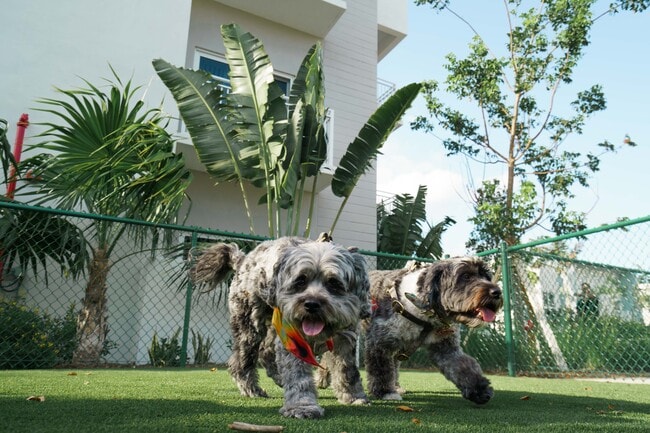 Dog Park - Atlantica at Dania Beach