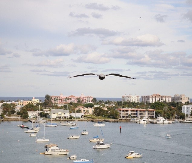 A pelican soars over Riviera Beach