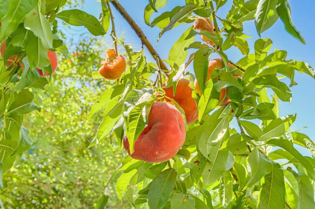 Foto del edificio - 9784 Kodiak Island Ct