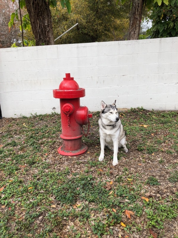 Photo - 115 S Lois Ave (Tampa, FL)