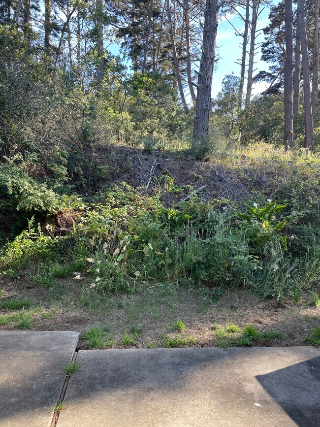 View out back door to back patio - 863 Wallen St
