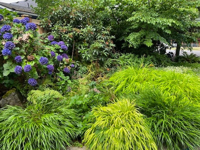 Front garden - 260 3rd Ave NE