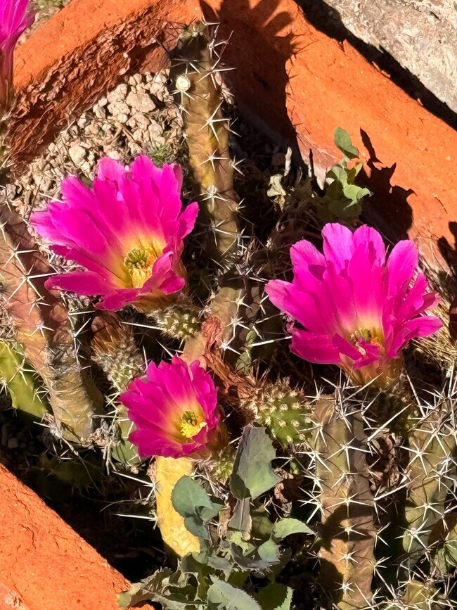 Foto del edificio - 1702 N Greasewood Rd