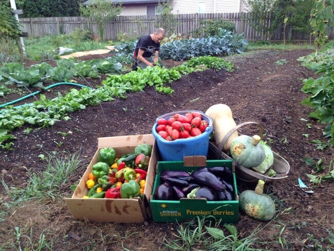 Harvest time - 5320 SE Schiller Street