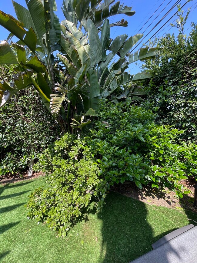 Árbol frutal - 1631 Michigan Ave