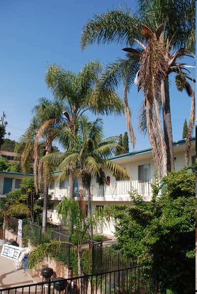 Building Photo - The Palms Apartments