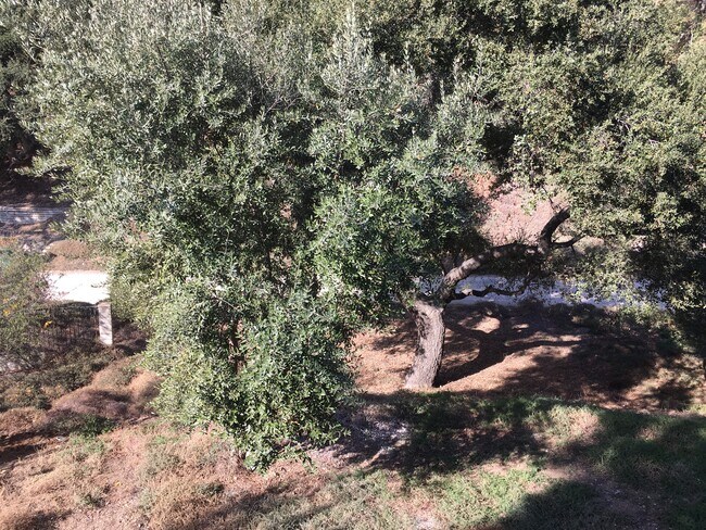 Tree in front yard - 4558 Live Oak Canyon Rd