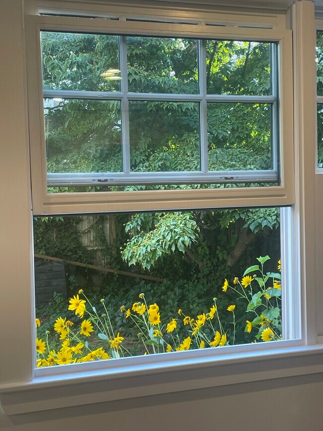 Large window in kitchen towards the yard - 19 Haskell St