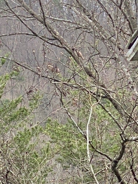 Surrounding Area - 1169 Wears Valley Rd