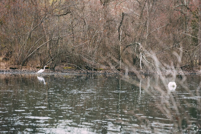 Wildlife at Packanack Lake can be viewed and enjoyed in Wayne.
