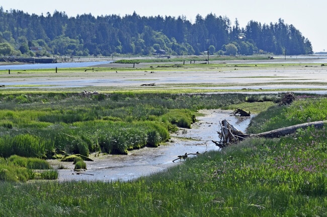 Nature landscape at the Courtenay estuary during low tide, Vancouver Island British Columbia Canada.