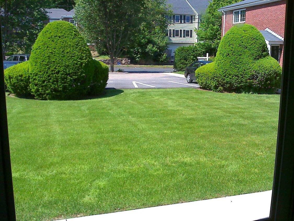 Front yard - 37 Linden St