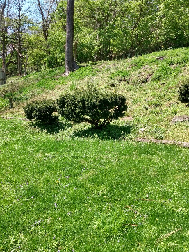 Back Yard - 9248 Link Rd