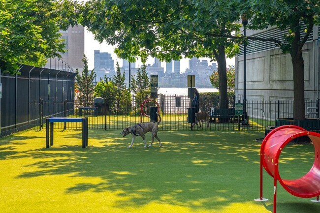 A dedicated outdoor dog run gives four-legged residents room to play and explore. - Newport Rentals