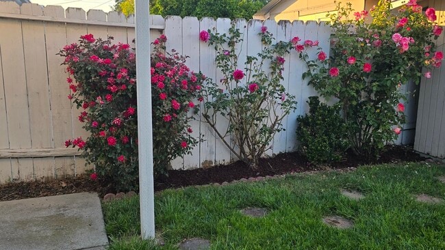 Backyard - 1203 Cobb St