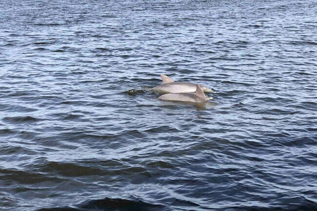 Dolphins in the Indian River - 5055 Dixie Hwy NE